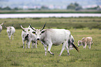 grey cattle