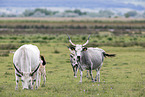 grey cattle