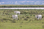 grey cattle