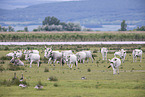 grey cattle