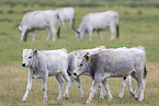 grey cattle
