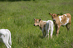 Hungarian Steppe Cattle