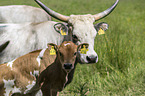 Hungarian Steppe Cattle