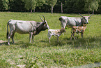 Hungarian Steppe Cattle