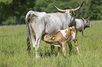 Hungarian Steppe Cattle