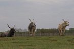 Hungarian Steppe Cattles