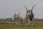 Hungarian Steppe Cattles