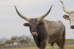 Hungarian Steppe Cattles