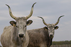 Hungarian Steppe Cattles