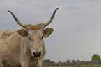 Hungarian Steppe Cattle