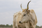Hungarian Steppe Cattle