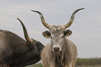 Hungarian Steppe Cattles