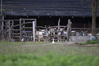 Hungarian Steppe Cattles