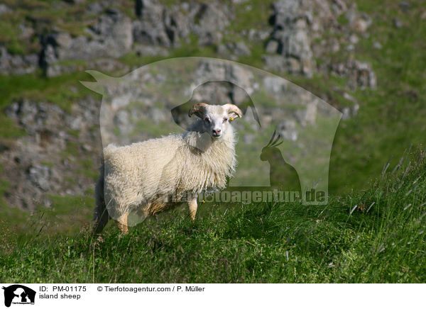 Island Schaf / island sheep / PM-01175
