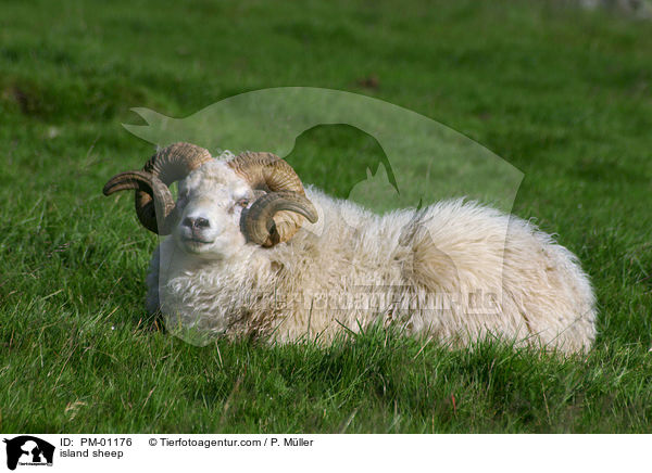Island Schaf / island sheep / PM-01176