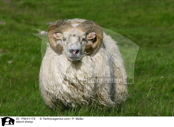 Island Schaf / island sheep / PM-01179