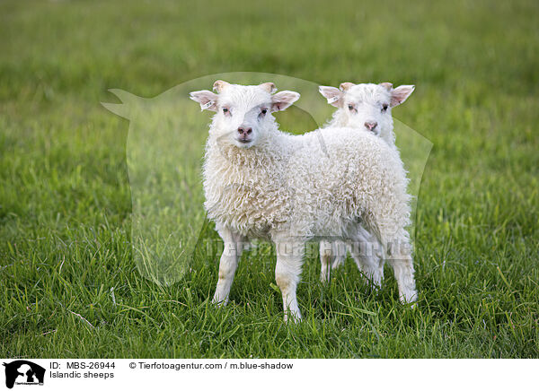 Islandschafe / Islandic sheeps / MBS-26944