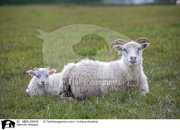 Islandschafe / Islandic sheeps / MBS-26945
