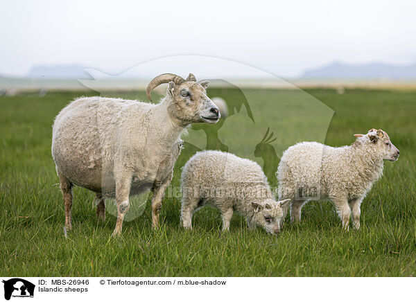 Islandschafe / Islandic sheeps / MBS-26946