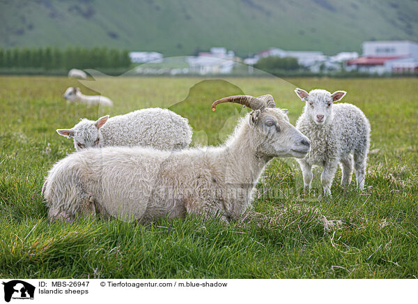 Islandschafe / Islandic sheeps / MBS-26947