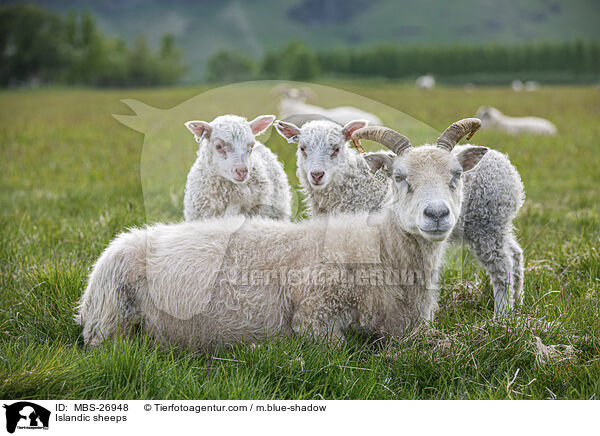 Islandschafe / Islandic sheeps / MBS-26948