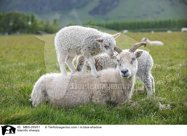 Islandschafe / Islandic sheeps / MBS-26951