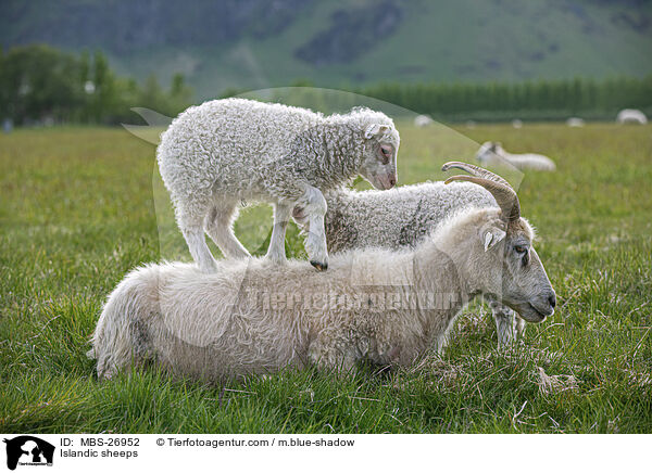 Islandschafe / Islandic sheeps / MBS-26952
