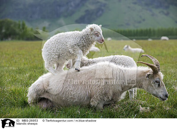 Islandschafe / Islandic sheeps / MBS-26953