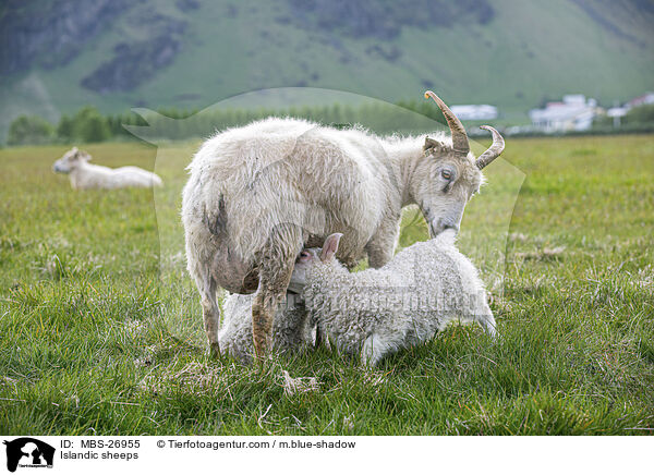 Islandschafe / Islandic sheeps / MBS-26955