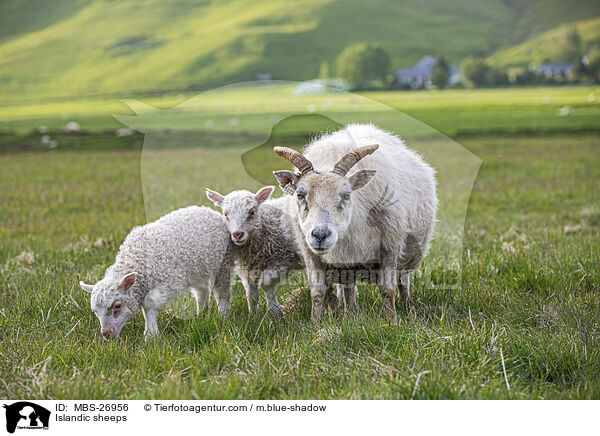 Islandschafe / Islandic sheeps / MBS-26956