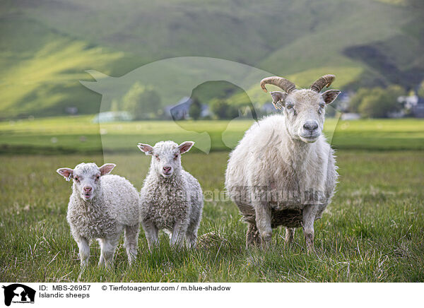 Islandschafe / Islandic sheeps / MBS-26957