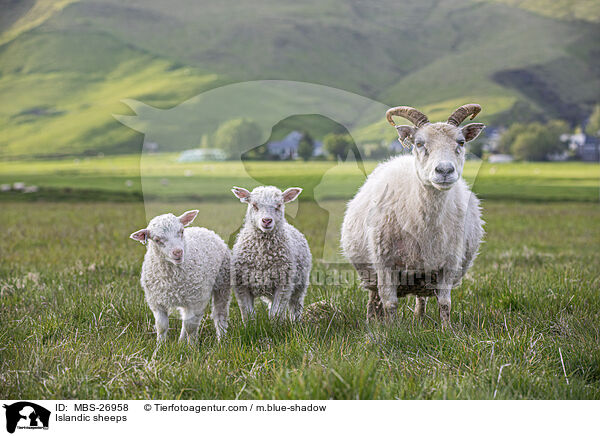 Islandschafe / Islandic sheeps / MBS-26958
