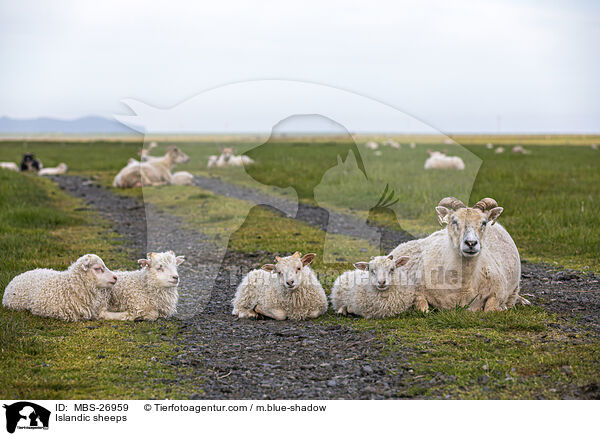 Islandschafe / Islandic sheeps / MBS-26959