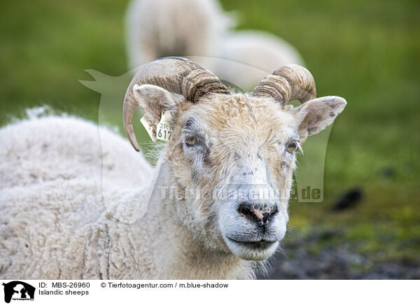 Islandschafe / Islandic sheeps / MBS-26960