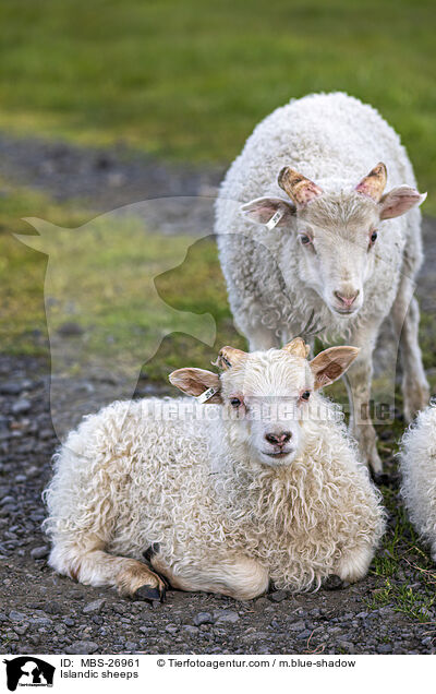 Islandschafe / Islandic sheeps / MBS-26961