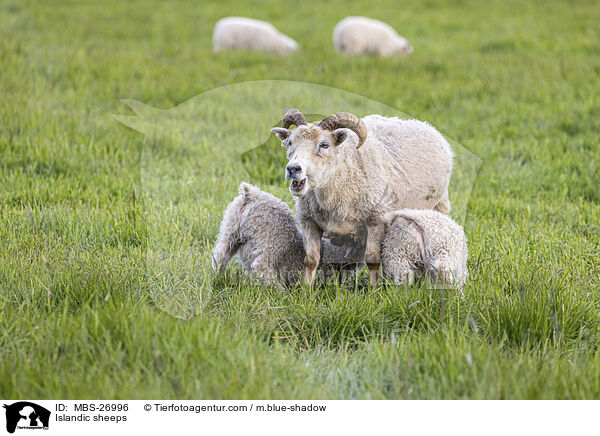 Islandschafe / Islandic sheeps / MBS-26996
