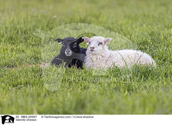 Islandschafe / Islandic sheeps / MBS-26997