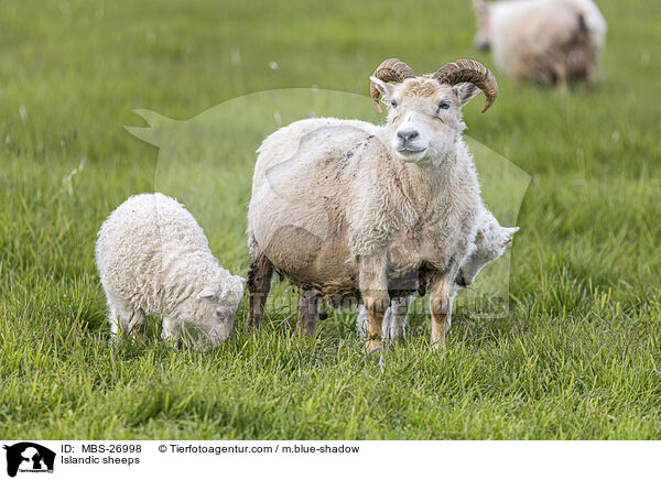 Islandschafe / Islandic sheeps / MBS-26998