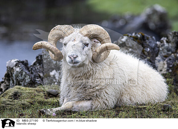 Islandic sheep / MBS-27190