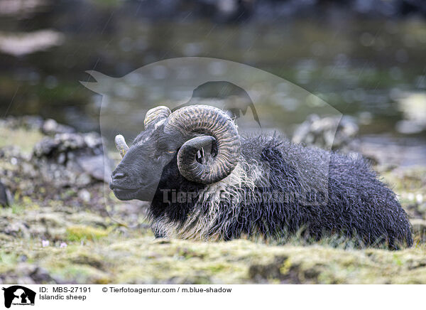 Islandic sheep / MBS-27191