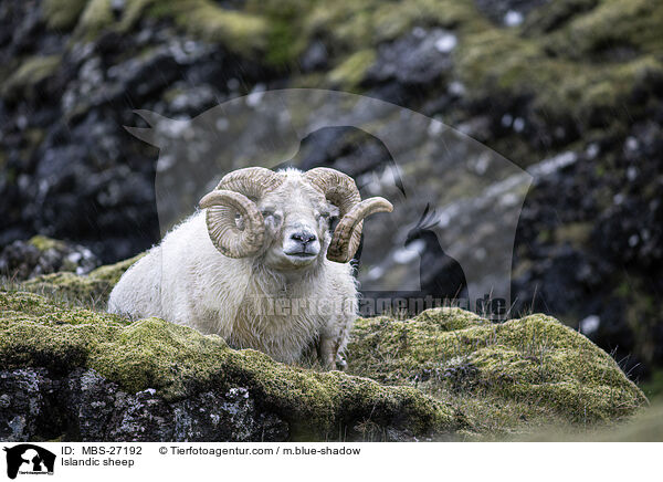 Islandic sheep / MBS-27192