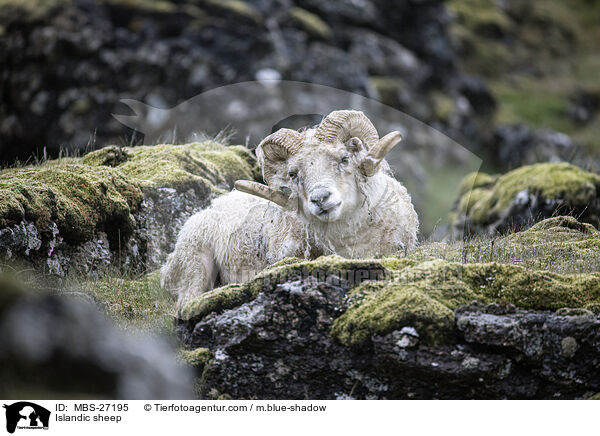 Islandschaf / Islandic sheep / MBS-27195