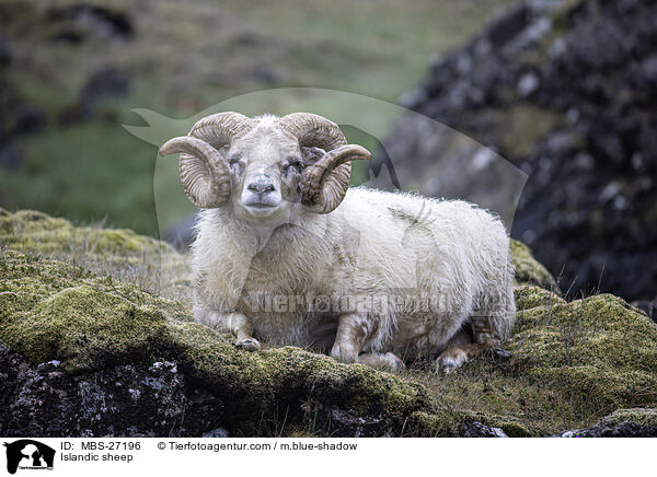 Islandschaf / Islandic sheep / MBS-27196