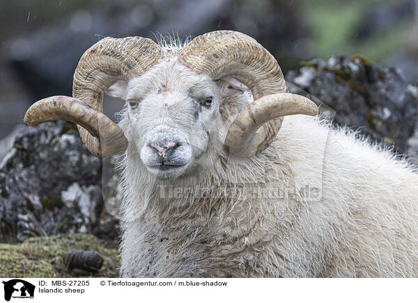 Islandschaf / Islandic sheep / MBS-27205