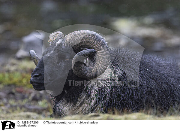 Islandschaf / Islandic sheep / MBS-27206