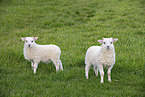 Islandic sheeps