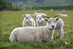 Islandic sheeps