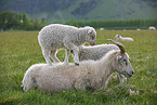 Islandic sheeps