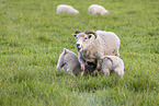 Islandic sheeps