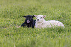 Islandic sheeps